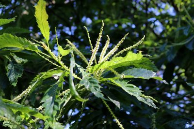 Castanea sativa 'Asplenifolia' - kaštanovník jedlý - květ